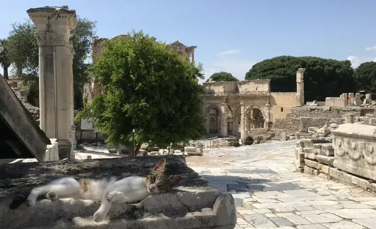 Echoes Between the Stones
